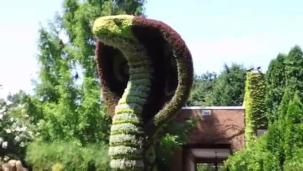 huge snake